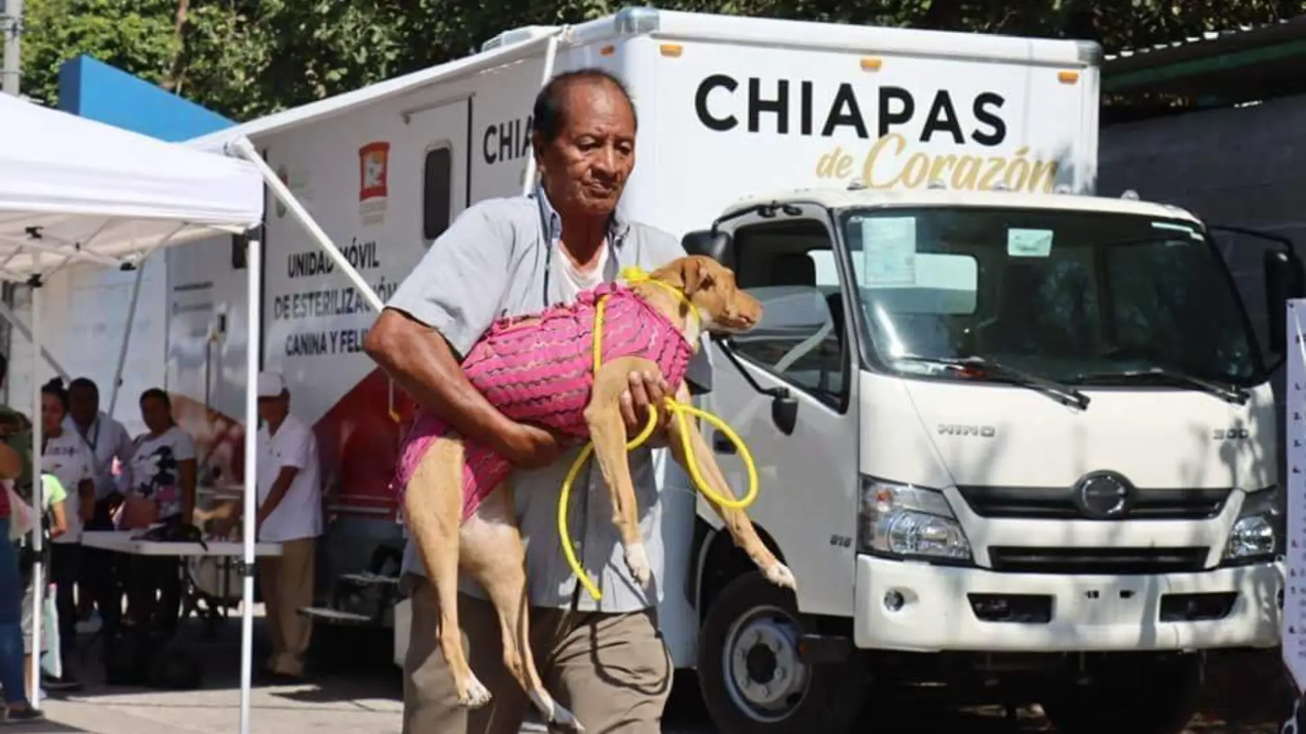 perro esterilizado